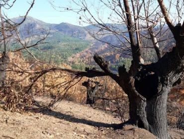 Medio Rural convocará ayudas para replantar sotos de castaños afectados por los incendios