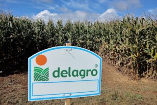 Campos de ensayo de Delagro: ¿Que variedades de maíz dieron mejores rendimientos en 2022 en Galicia?