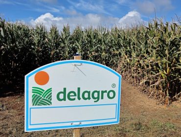 Campos de ensayo de Delagro: ¿Que variedades de maíz dieron mejores rendimientos en 2022 en Galicia?