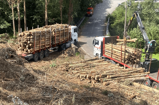 La Xunta saca a subasta 28 lotes de madera que suman más de 30.000 toneladas
