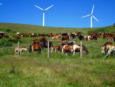 La gestión del ganado en la parroquia de Boimente: 250 yeguas y 250 vacas para 1.000 hectáreas de monte comunal