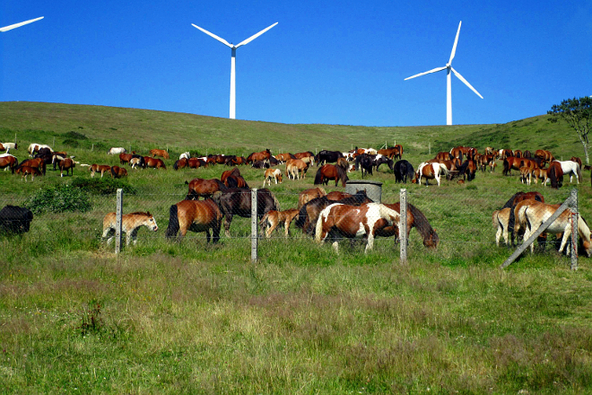 La gestión del ganado en la parroquia de Boimente: 250 yeguas y 250 vacas para 1.000 hectáreas de monte comunal