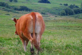 Las ayudas asociadas por vacas de carne quedan en 85 euros por animal