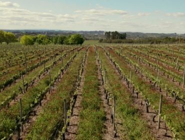 Sogrape, el mayor grupo vitícola portugués, apuesta por las cubiertas vegetales de Fertiprado para mejorar sus viñedos