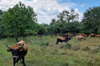 La Xunta declara 5 nuevos focos de la EHE en ganaderías de Lugo y Ourense