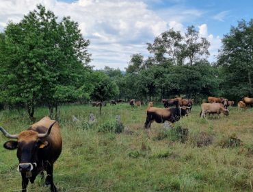 La Xunta declara 5 nuevos focos de la EHE en ganaderías de Lugo y Ourense
