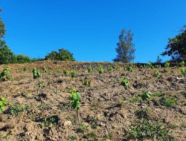 Viño e Froita, un nuevo proyecto de cooperación para desarrollar la actividad agraria en O Condado-Paradanta y A Mariñas-Betanzos