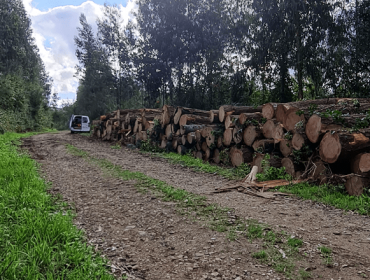 La madera aguanta el buen momento de precios, a la espera de un otoño incierto