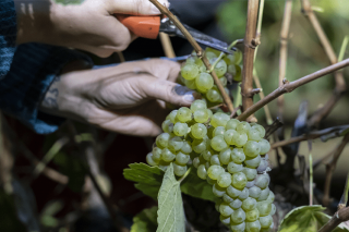 Más de 140.000 kilos de uva recogidos en la D.O. Ribeira Sacra en la semana previa al inicio oficial de la vendimia