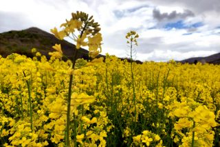 El cultivo de colza se consolida en Galicia animado por el buen precio