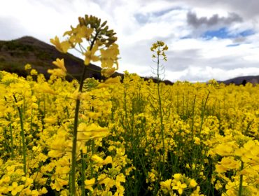 El cultivo de colza se consolida en Galicia animado por el buen precio