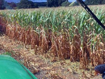 Recomendaciones para ensilar maíz afectado por la sequía