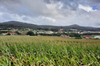 Se venden 12 hectáreas de maíz para ensilar o grano húmedo en Vimianzo