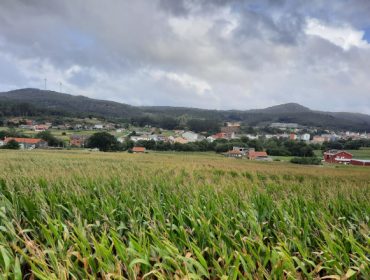 Se venden 12 hectáreas de maíz para ensilar o grano húmedo en Vimianzo