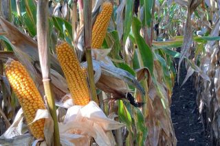 Se venden 11 hectáreas de maíz para grano húmedo en Val do Dubra