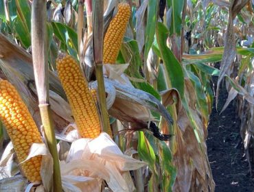 Se venden 11 hectáreas de maíz para grano húmedo en Val do Dubra