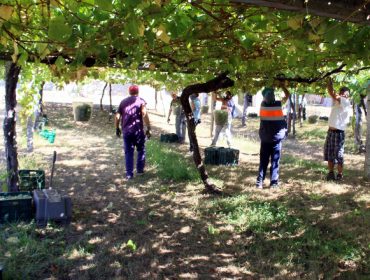 Rías Baixas supera el ecuador de la vendimia con 34 millones de kilos de uva recogidos