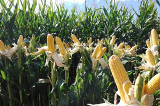 Así será el cultivo del maíz en el futuro en Galicia