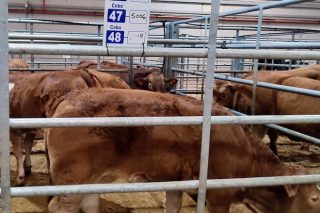 Baja afluencia de ganado en Silleda y bajada de los precios de la recría y el vacuno mayor