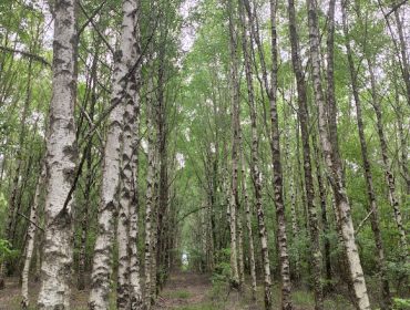 Clonación in vitro de los árboles con mejores calidades de madera para toneles y chapa