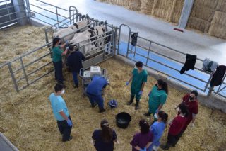 Granja Experimental de Leche de la Diputación de Lugo: Un motor para la innovación en el sector lácteo