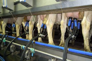 ¿Cuánto están ganando los ganaderos por litro de leche?