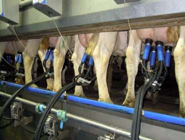 La producción de leche en Galicia cayó un 0,56% en 2022 frente al descenso del 3,05% en el resto de España