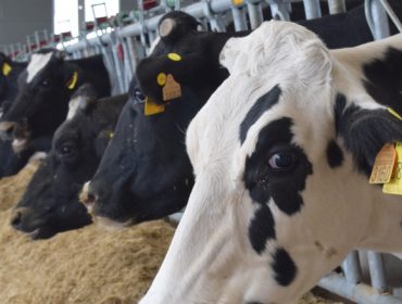 Galicia lidera el repunte de la producción de leche en abril, a pesar de la bajada de precios