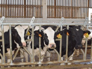 La Interprofesional inicia una campaña con la que poner en valor el modelo de producción lácteo de Europa