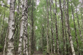 Aprobadas ayudas para forestación con pinos y frondosas en 1.600 hectáreas de monte
