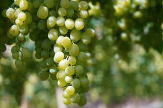 Extractos de plantas y aminoácidos para combatir las enfermedades fúngicas en viñedo