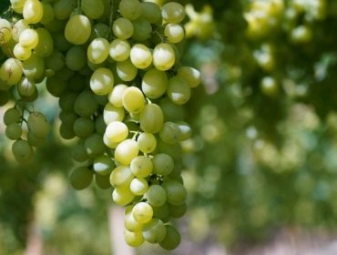Extractos de plantas y aminoácidos para combatir las enfermedades fúngicas en viñedo