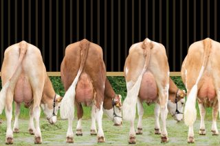 Jornada sobre la raza Fleckvieh el día 18 en una de las ganaderías más representativas de España