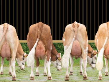 Jornada sobre la raza Fleckvieh el día 18 en una de las ganaderías más representativas de España