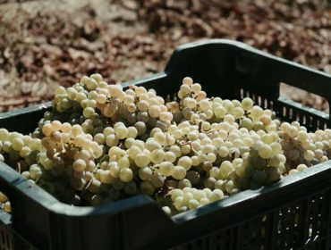 Monterrei finaliza la vendimia con 6,5 millones de kilos de uva recogidos