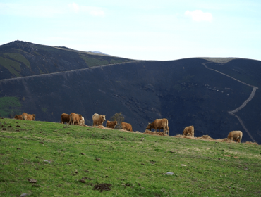 El ganado extensivo se posiciona como herramienta clave contra los incendios en la montaña gallega