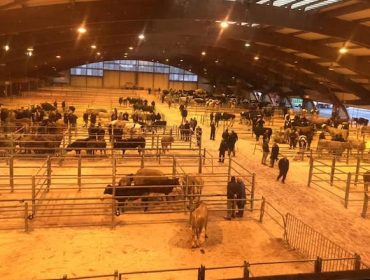 Muy escasa afluencia al mercado de ganado de Amio y sin cambios en Ternera Gallega