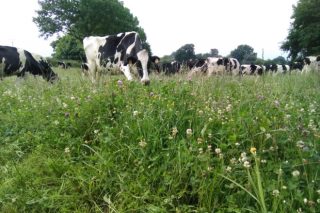 Jornada en Lugo sobre bienestar animal en vacuno de leche en ecológico