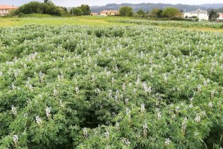 Claves para el cultivo del altramuz en Galicia