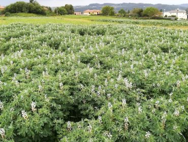 Claves para el cultivo del altramuz en Galicia