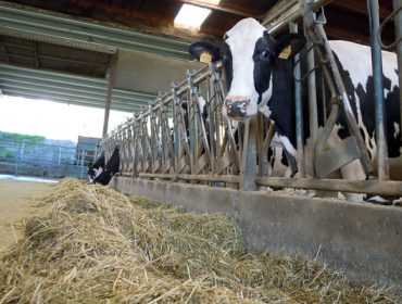 El precio de la leche dispara la recría en las explotaciones y la demanda de vacas y novillas de importación