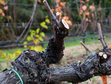 Claves de la poda en la viticultura para largar la vida de los viñedos