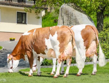 Vacas de doble propósito con buenas producciones de leche y carne: La raza Fleckvieh, un factor de éxito para una ganadería sostenible