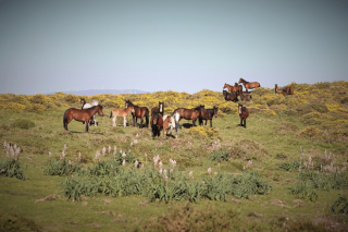 Los cambios en el manejo de los caballos salvajes pueden limitar sus efectos positivos sobre la biodiversidad