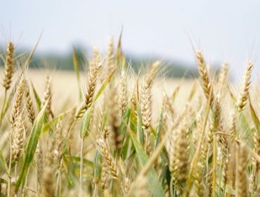 La rotación del trigo gallego con otro cultivo mejora un 60% su rendimiento