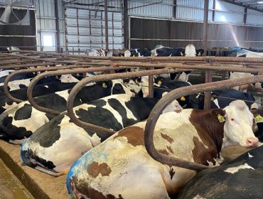 Milk Unlimited, una granja americana con 3200 vacas que decidió pasarse a los cruzamientos