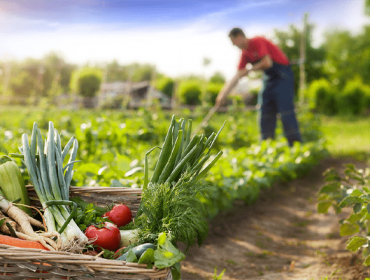 Un estudio calcula que pasar toda la producción española de alimentos al sistema agroecológico permitiría crear un millón de empleos