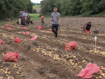 Producción de patata, conectando la Bretaña francesa y A Limia