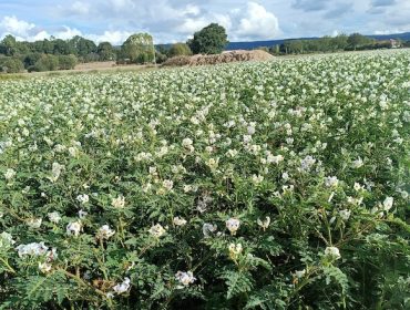 Nuevas estrategias en el cultivo de patatas para atajar a los nematodos y reducir los fertilizantes fosfatados