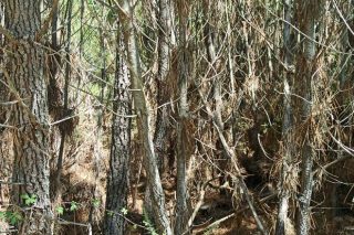 La Xunta concede 10 millones para acciones de silvicultura en más de 4.000 hectáreas de coníferas y frondosas